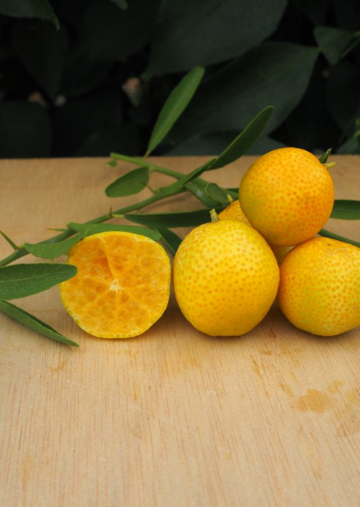 Zoomer sur l'image : 