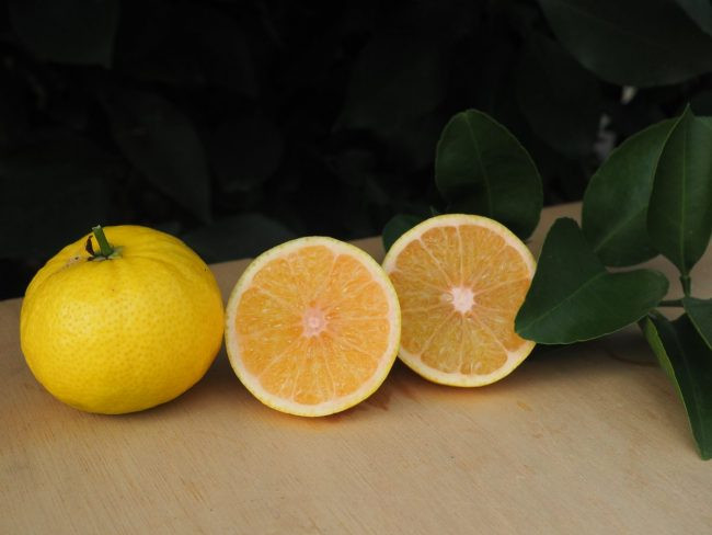 Zoomer sur l'image : 