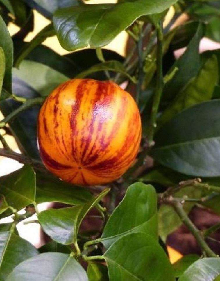 Zoomer sur l'image : 