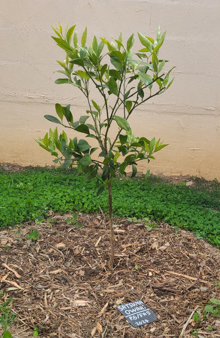 Zoomer sur l'image : 