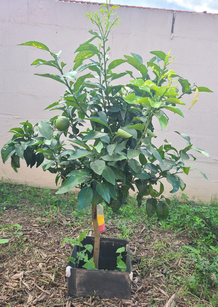 Zoomer sur l'image : 