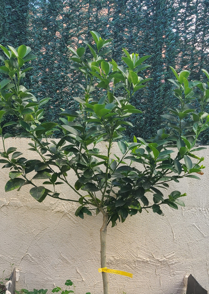 Zoomer sur l'image : 