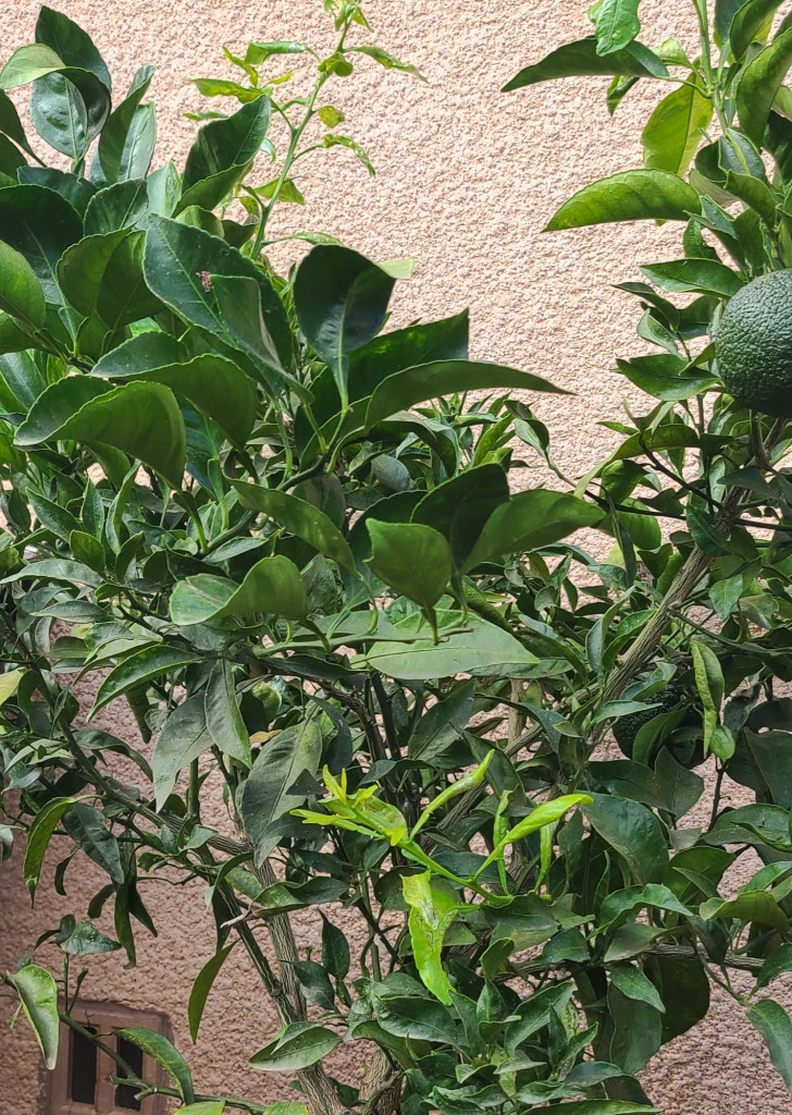 Zoomer sur l'image : 