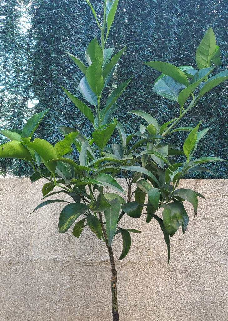 Zoomer sur l'image : 